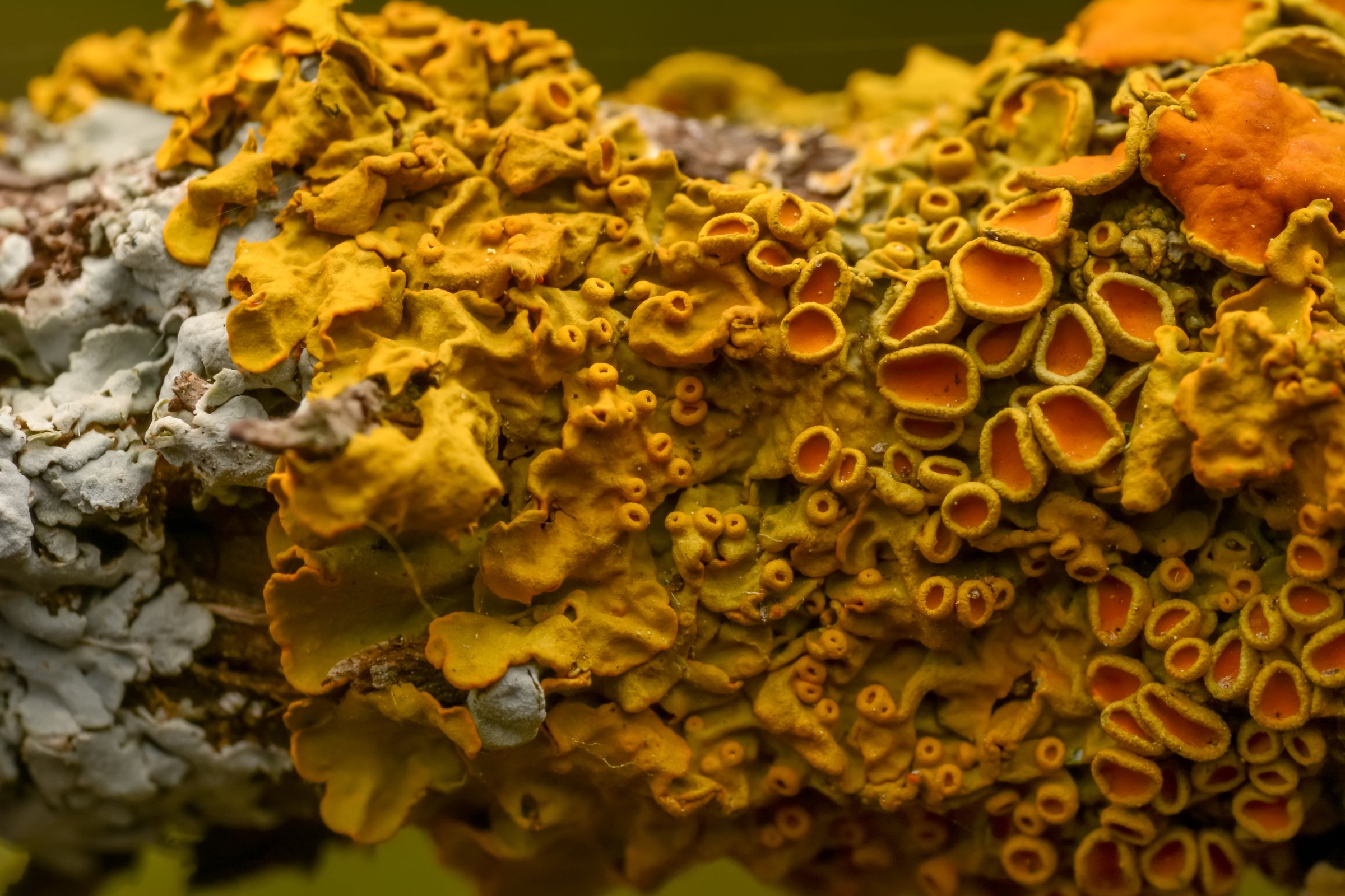 Tree fungus on tree trunks