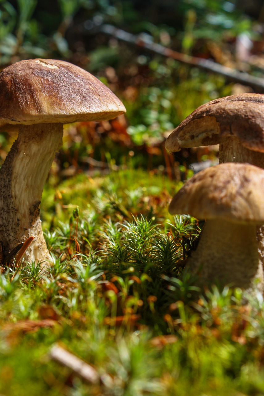 mushrooms growing