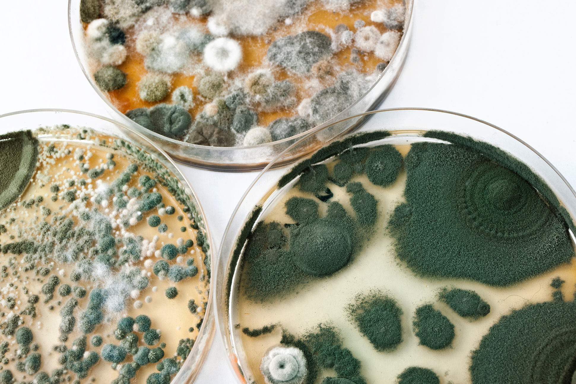 Petri dishes on white