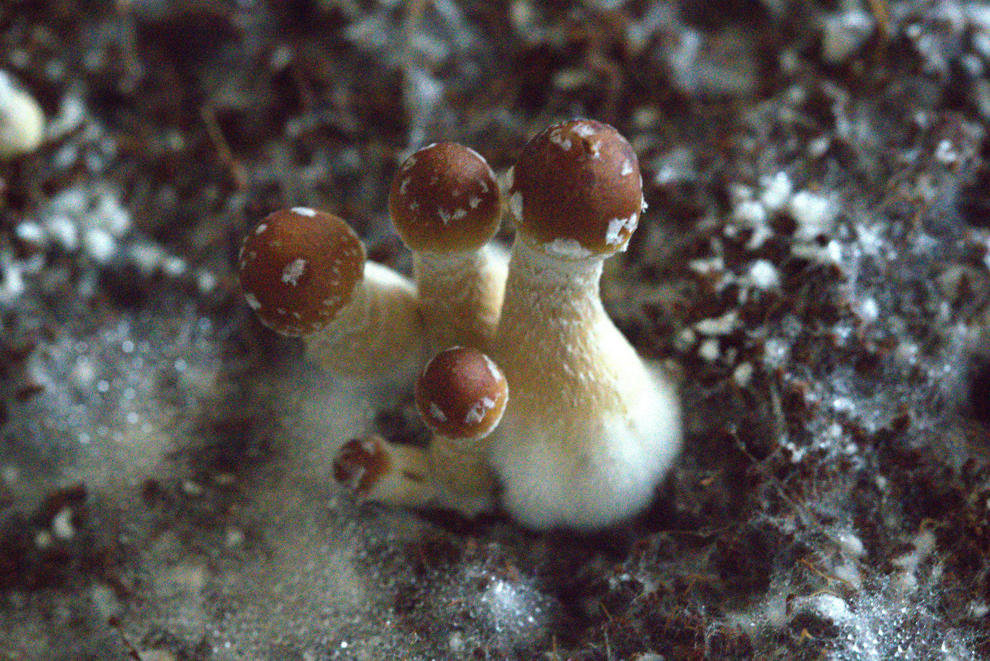 Natural Psilocybin Mushrooms