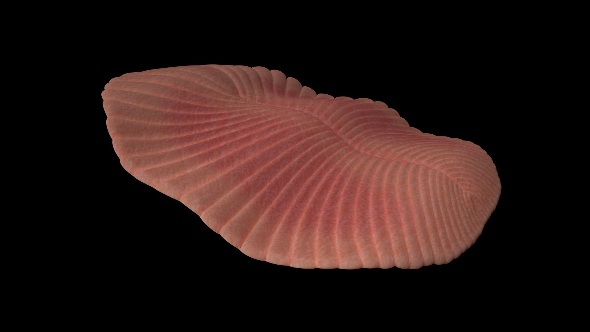 Dickinsonia, extinct creature of the Ediacaran era, one of the first animals (3d science illustration isolated on black background)