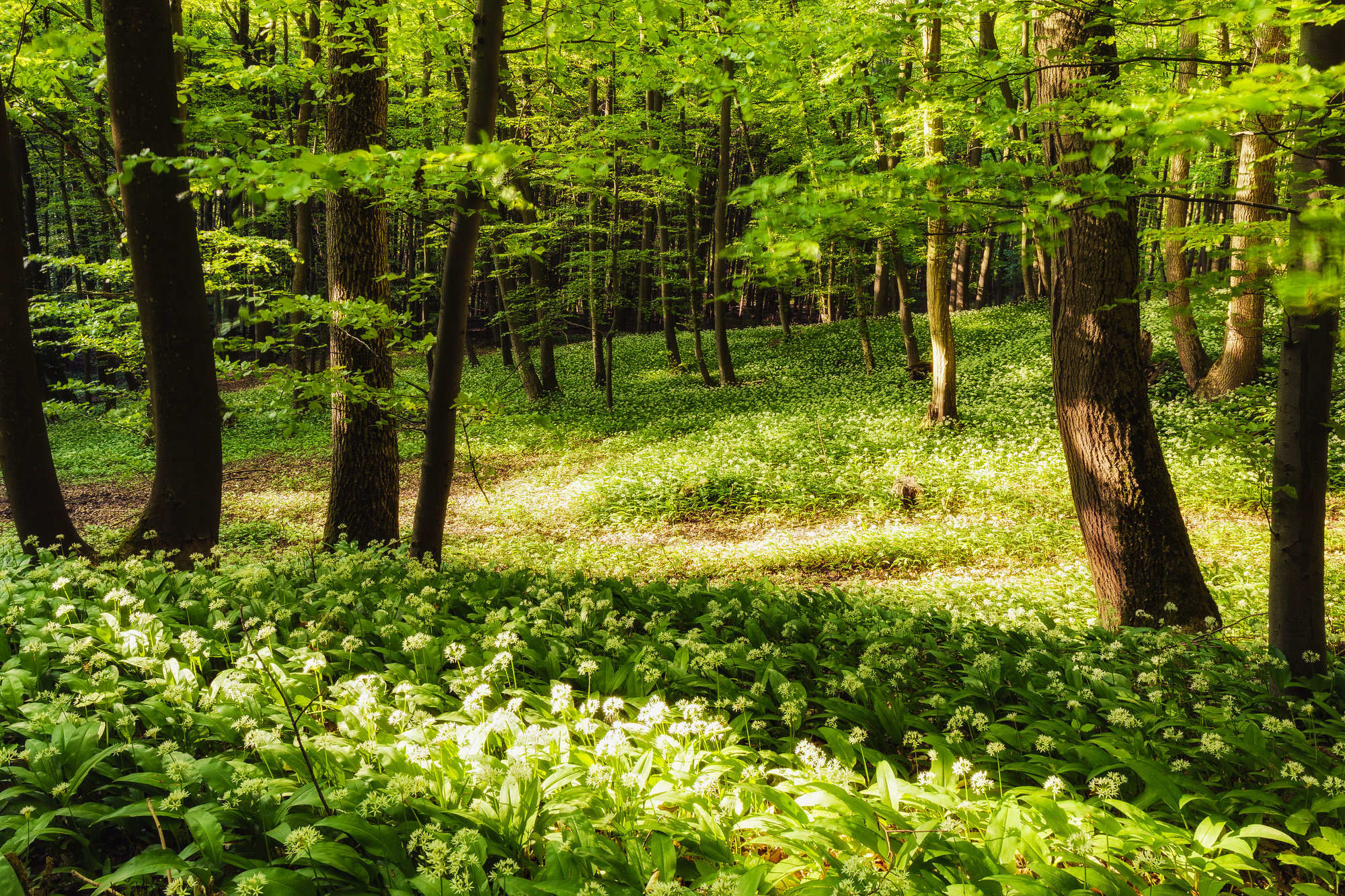 Spring Forest